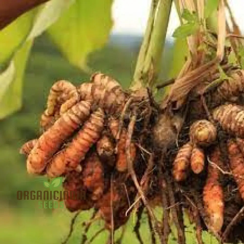 Revitalize Your Garden With New Fresh 40Pcs Turmeric Plant Seeds: Harness The Power Of Nature’s