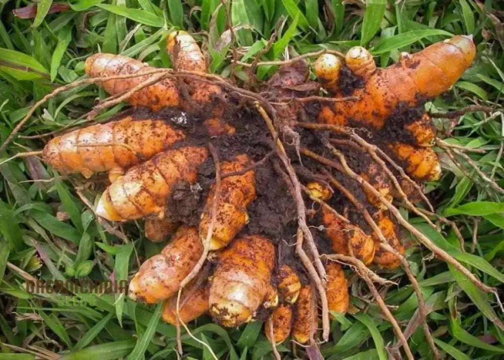 Revitalize Your Garden With New Fresh 40Pcs Turmeric Plant Seeds: Harness The Power Of Nature’s