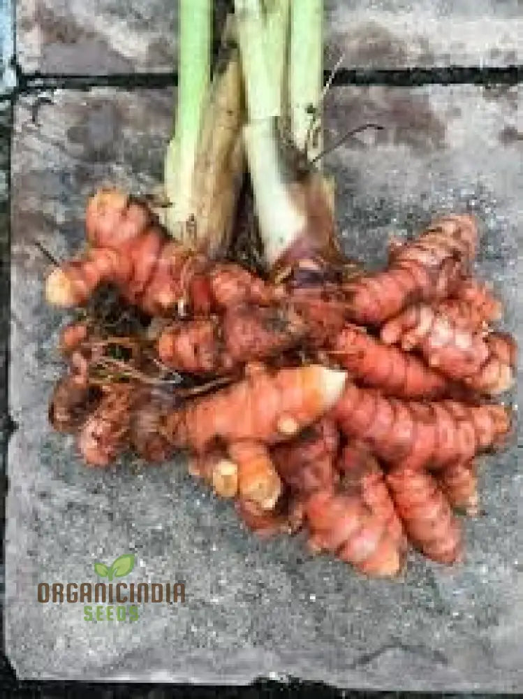 Revitalize Your Garden With New Fresh 40Pcs Turmeric Plant Seeds: Harness The Power Of Nature’s