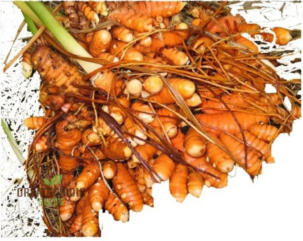 Revitalize Your Garden With New Fresh 40Pcs Turmeric Plant Seeds: Harness The Power Of Natureâ€™s