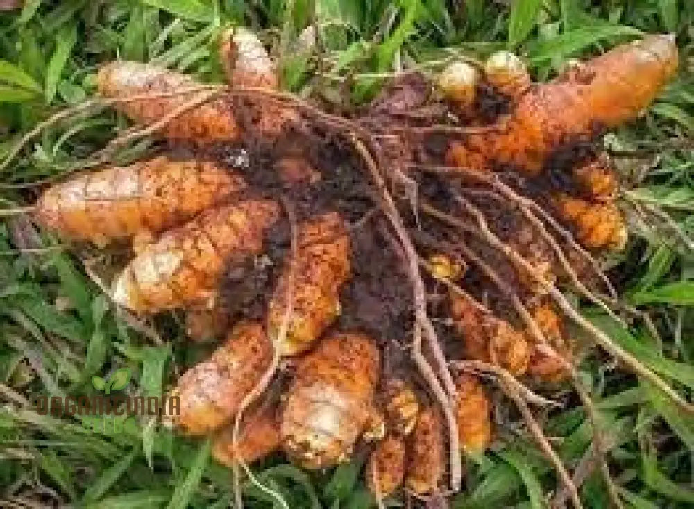 Revitalize Your Garden With New Fresh 40Pcs Turmeric Plant Seeds: Harness The Power Of Nature’s