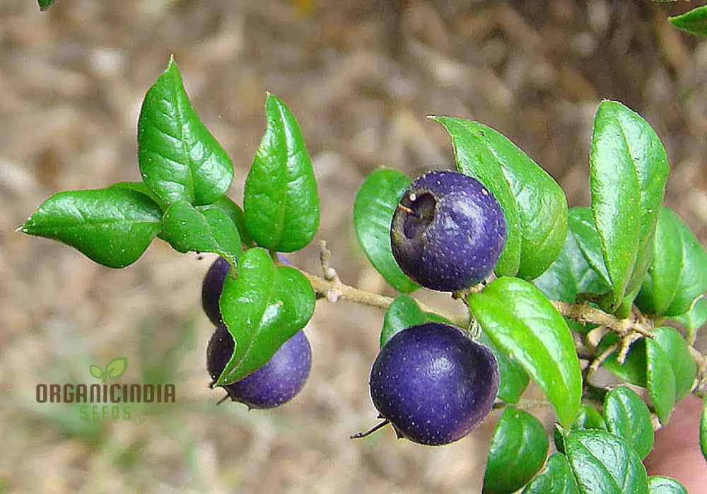 Rhaphithamnus Cyanocarpus Fruit Seeds For Planting Unique Blue And Beautiful Blooms For Your Garden