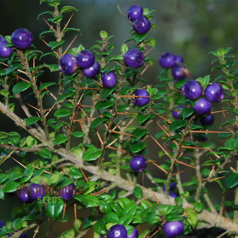 Rhaphithamnus Cyanocarpus Fruit Seeds For Planting Unique Blue And Beautiful Blooms For Your Garden