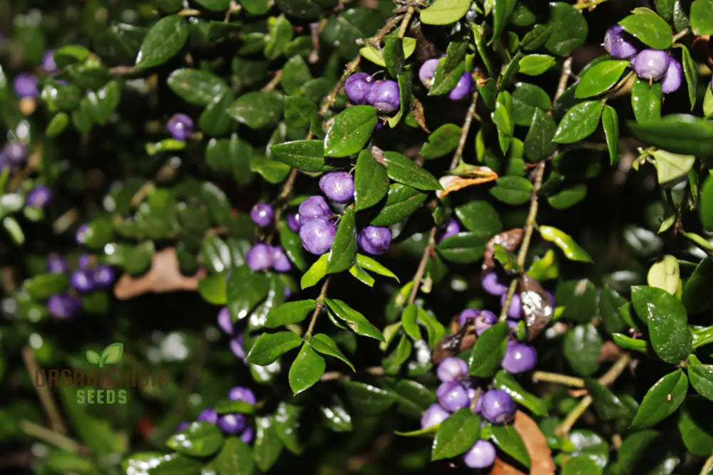 Rhaphithamnus Cyanocarpus Fruit Seeds For Planting Unique Blue And Beautiful Blooms For Your Garden