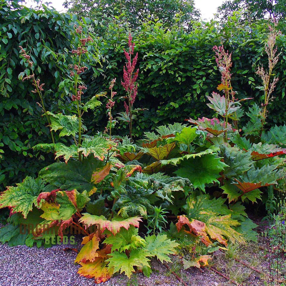 Rheum Palmatum Tanguticum Seeds For Planting Growing Hardy And Dramatic Plants For Your Garden