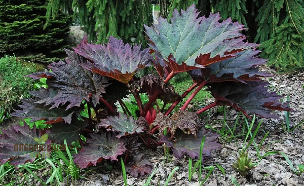 Rheum Palmatum Tanguticum Seeds For Planting Growing Hardy And Dramatic Plants For Your Garden