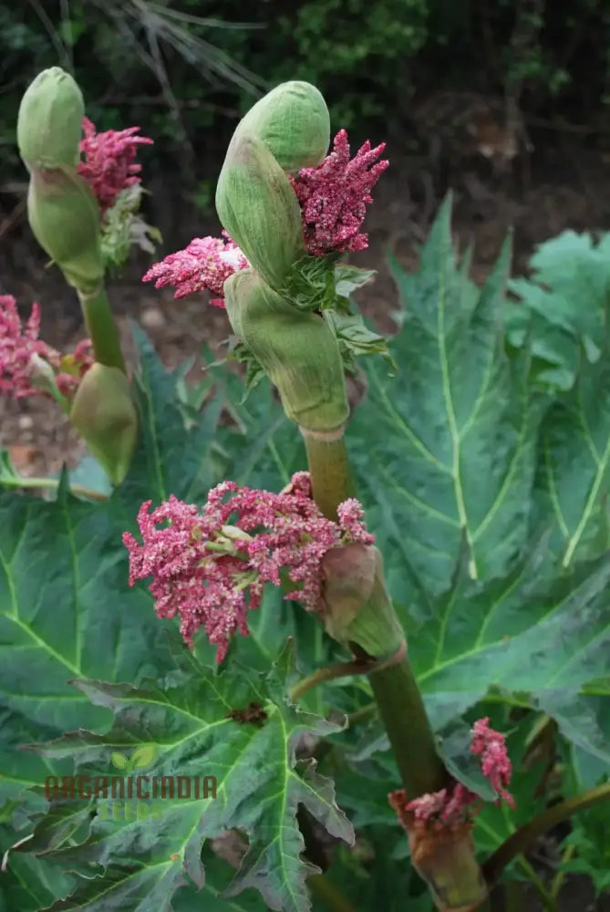 Rheum Palmatum Tanguticum Seeds For Planting Growing Hardy And Dramatic Plants For Your Garden