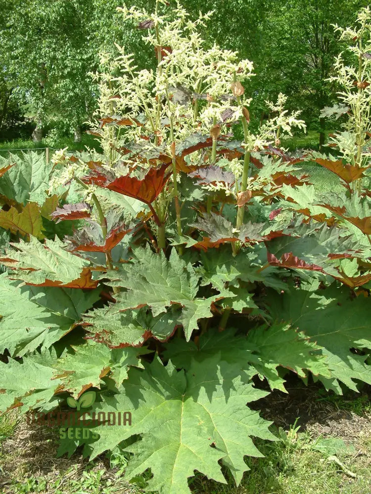 Rheum Palmatum Tanguticum Seeds For Planting Growing Hardy And Dramatic Plants For Your Garden