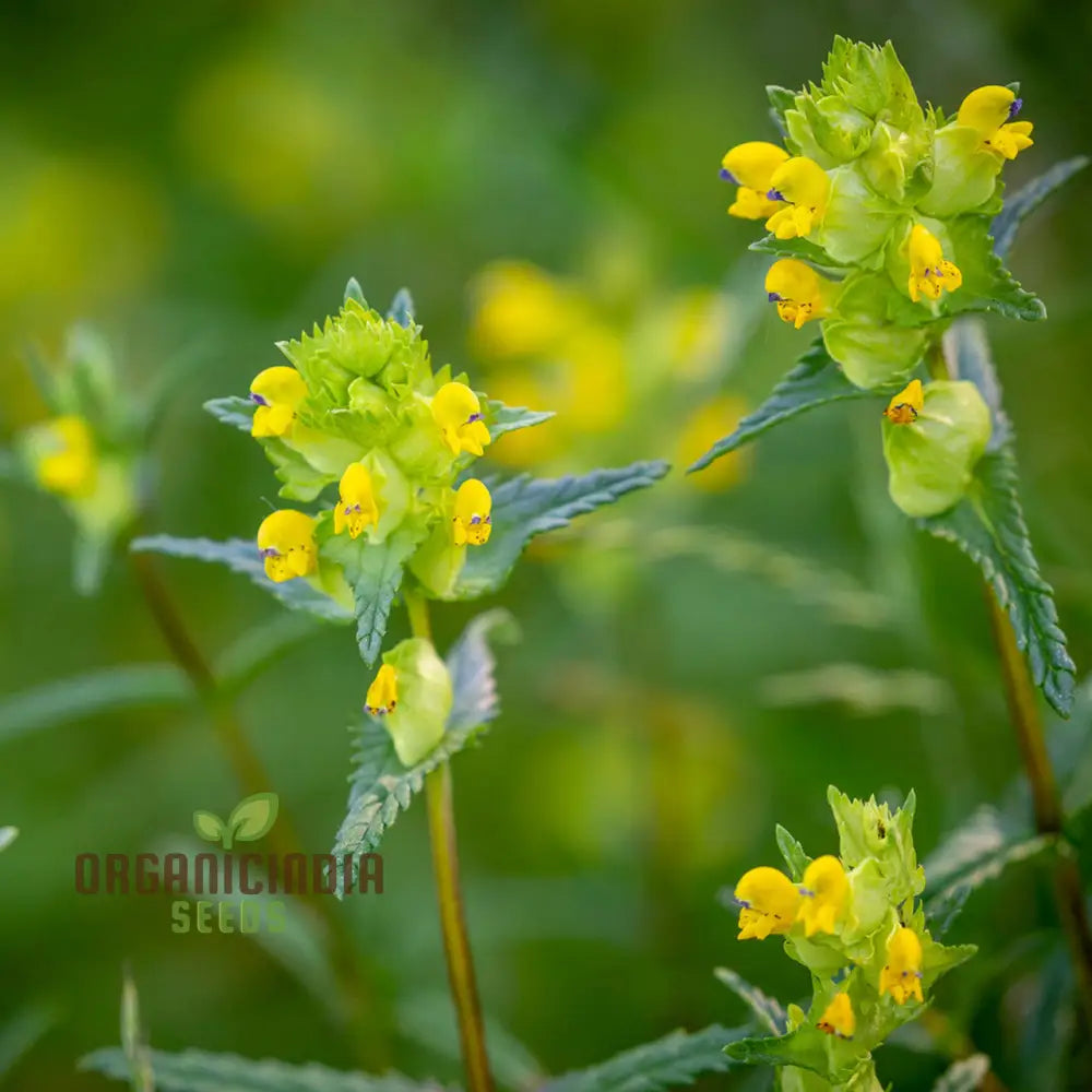 Rhinanthus Minor Flower Seeds For Planting Adding Charming Wildflower Beauty To Your Garden