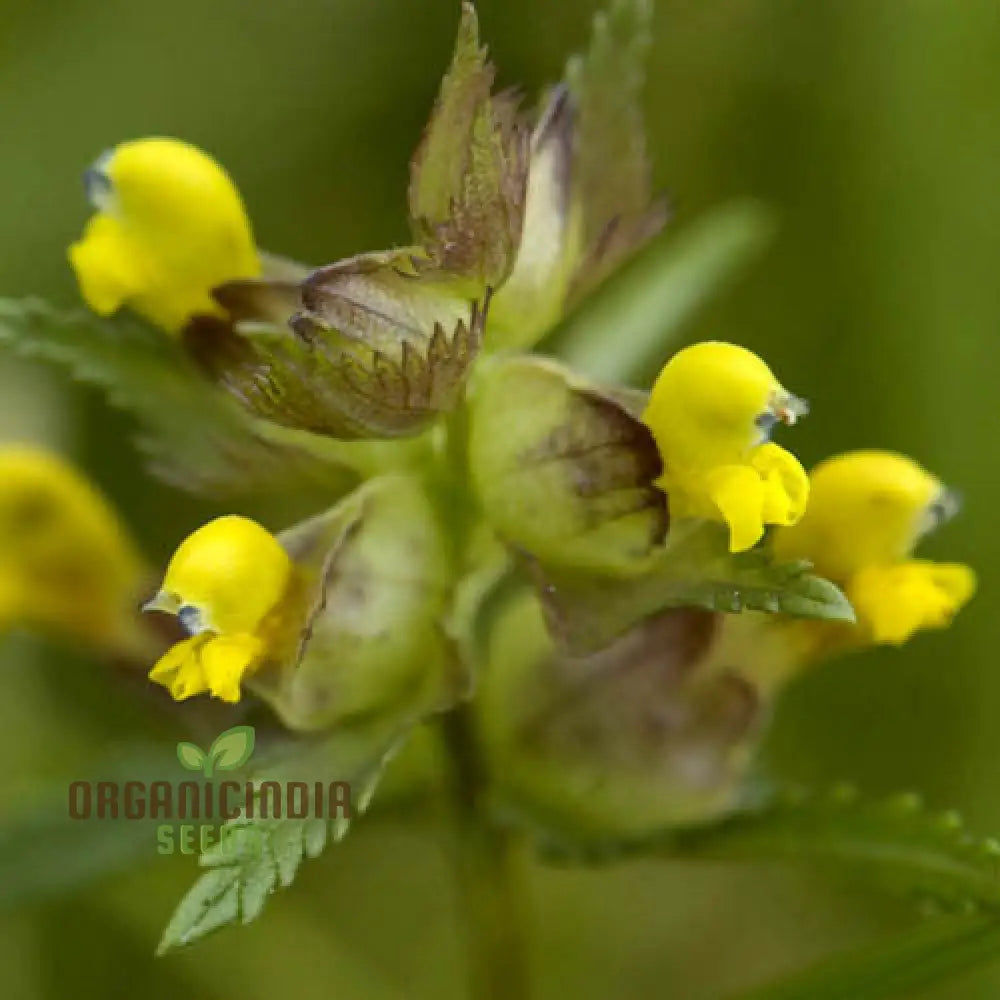 Rhinanthus Minor Flower Seeds For Planting Adding Charming Wildflower Beauty To Your Garden