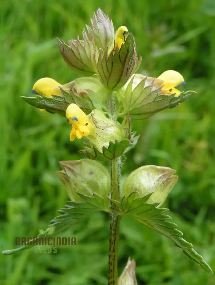 Rhinanthus Minor Flower Seeds For Planting Adding Charming Wildflower Beauty To Your Garden