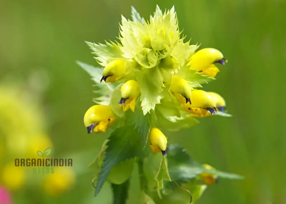 Rhinanthus Minor Flower Seeds For Planting Adding Charming Wildflower Beauty To Your Garden