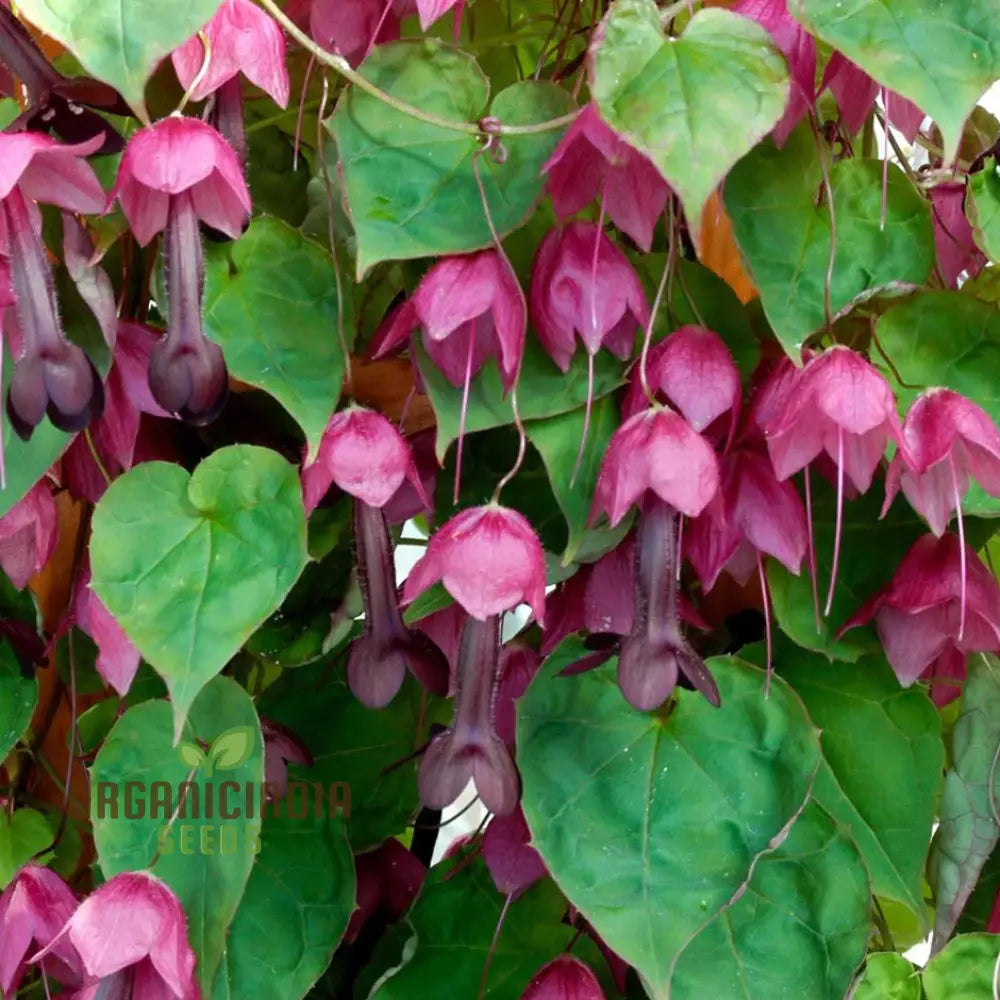 Rhodochiton Atrosanguineum Flower Seeds For Planting Growing Stunning Red Lantern Blooms For Your