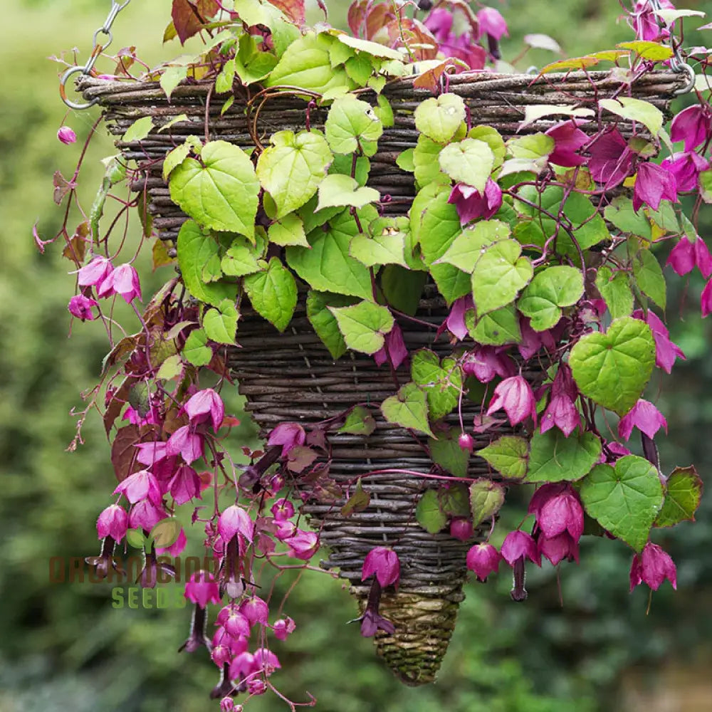 Rhodochiton Atrosanguineum Flower Seeds For Planting Growing Stunning Red Lantern Blooms For Your