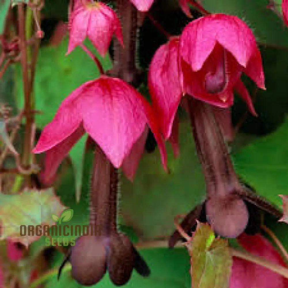 Rhodochiton Atrosanguineum Flower Seeds For Planting Growing Stunning Red Lantern Blooms For Your