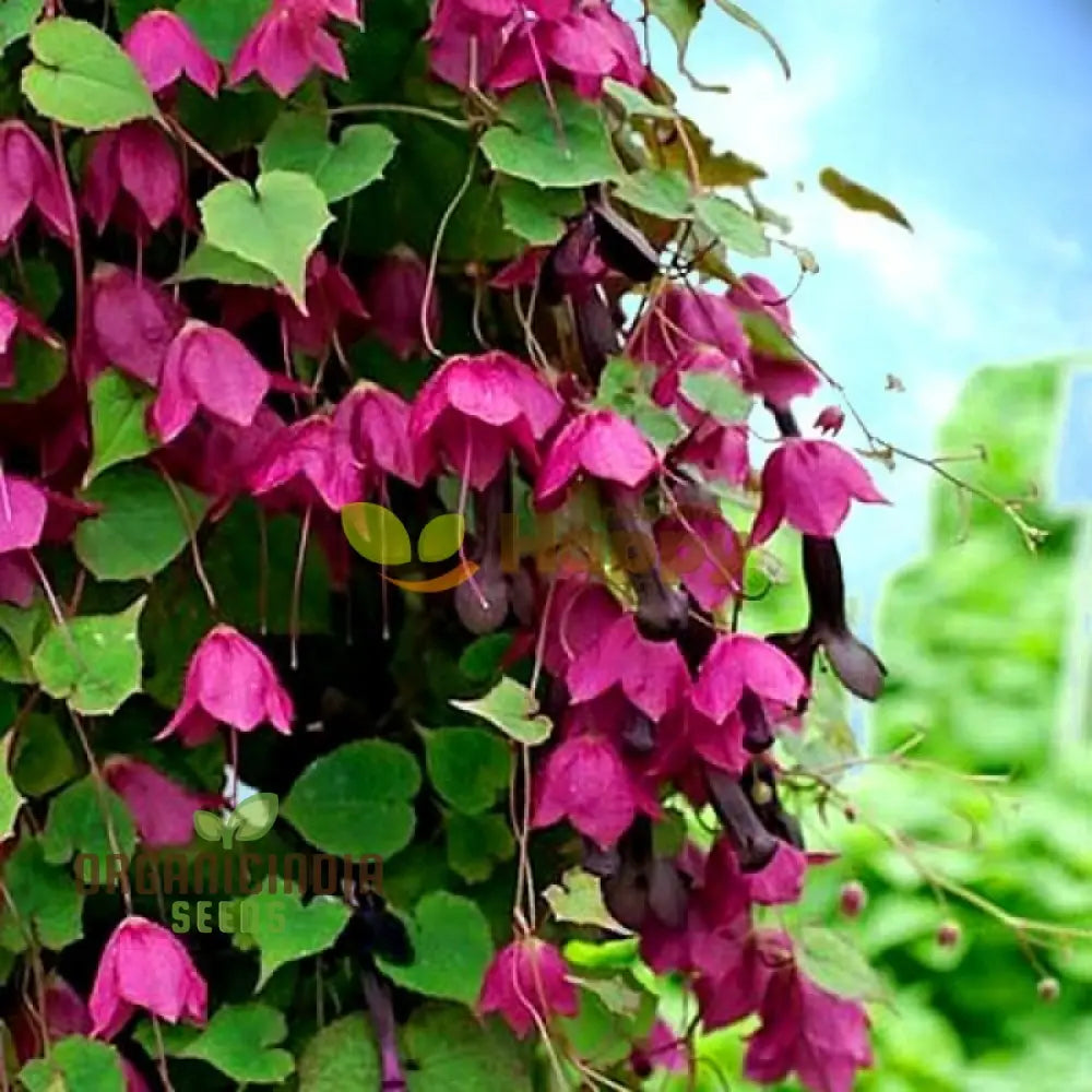 Rhodochiton Atrosanguineum Flower Seeds For Planting Growing Stunning Red Lantern Blooms For Your