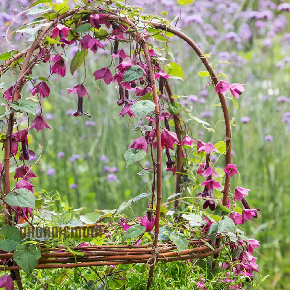 Rhodochiton Atrosanguineus Purple Bells Seeds - Exotic Blooms For Unique Garden Beauty