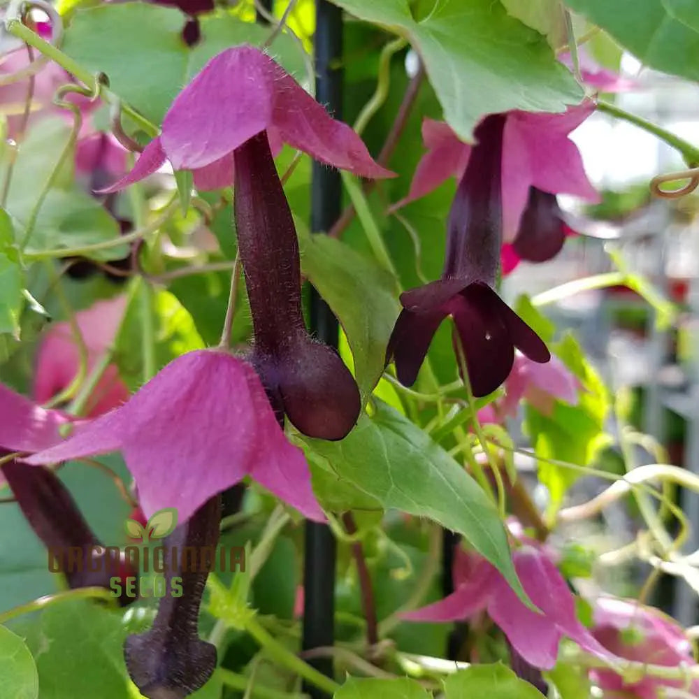 Rhodochiton Atrosanguineus Purple Bells Seeds - Exotic Blooms For Unique Garden Beauty