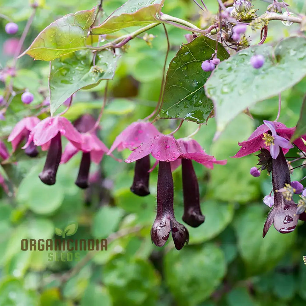 Rhodochiton Atrosanguineus Purple Bells Seeds - Exotic Blooms For Unique Garden Beauty