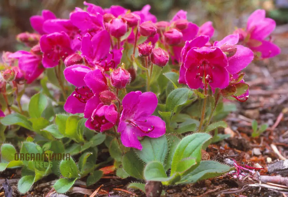 Rhododendron Camtschaticum Flower Seeds For Planting Cultivating Hardy And Beautiful Arctic Blooms