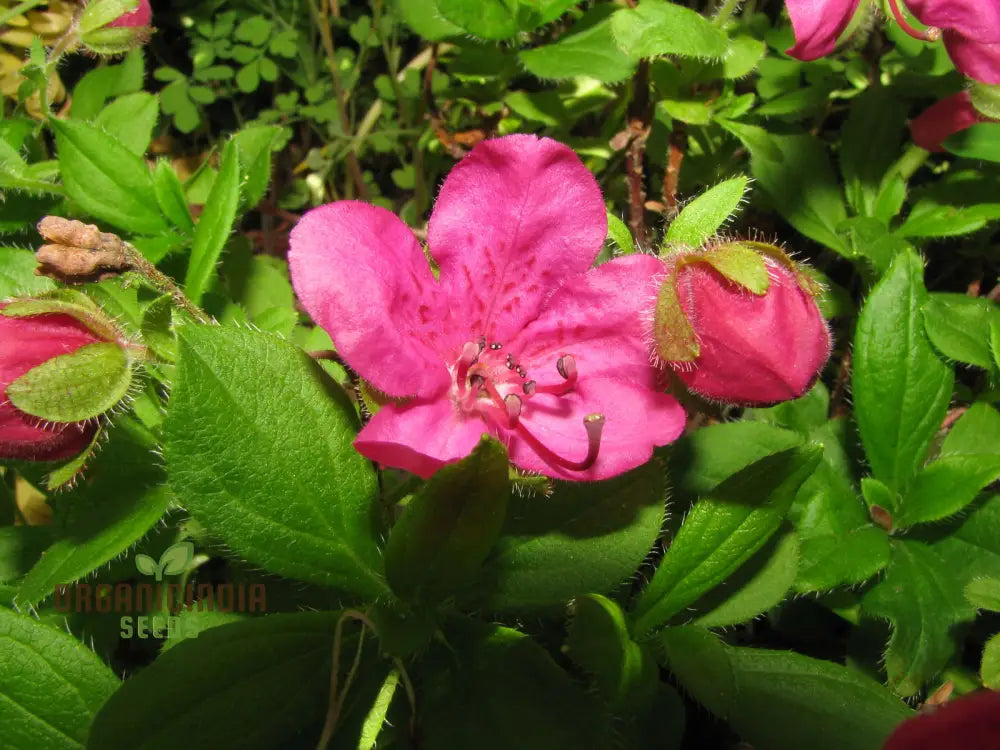 Rhododendron Camtschaticum Flower Seeds For Planting Cultivating Hardy And Beautiful Arctic Blooms