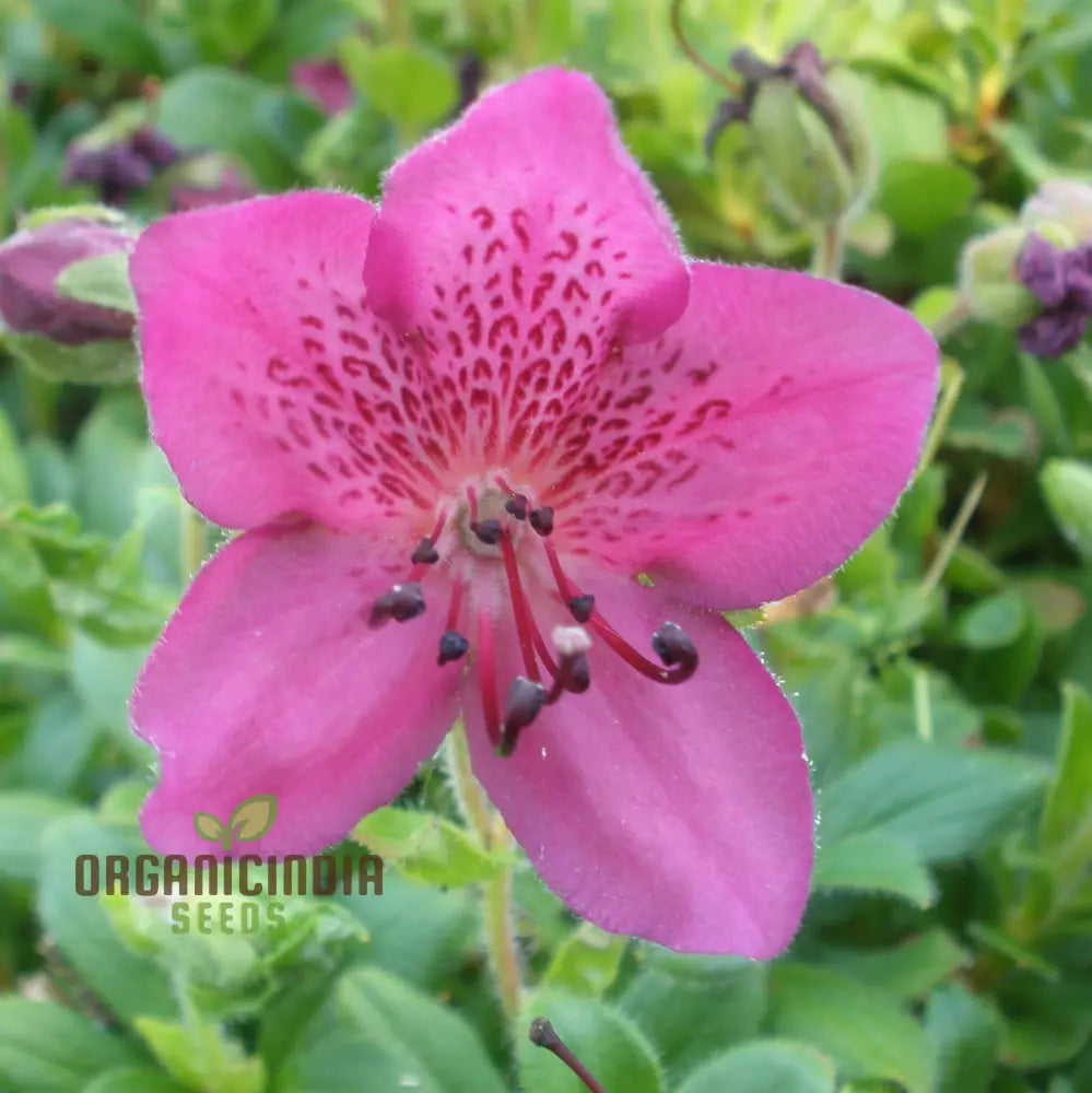 Rhododendron Camtschaticum Flower Seeds For Planting Cultivating Hardy And Beautiful Arctic Blooms