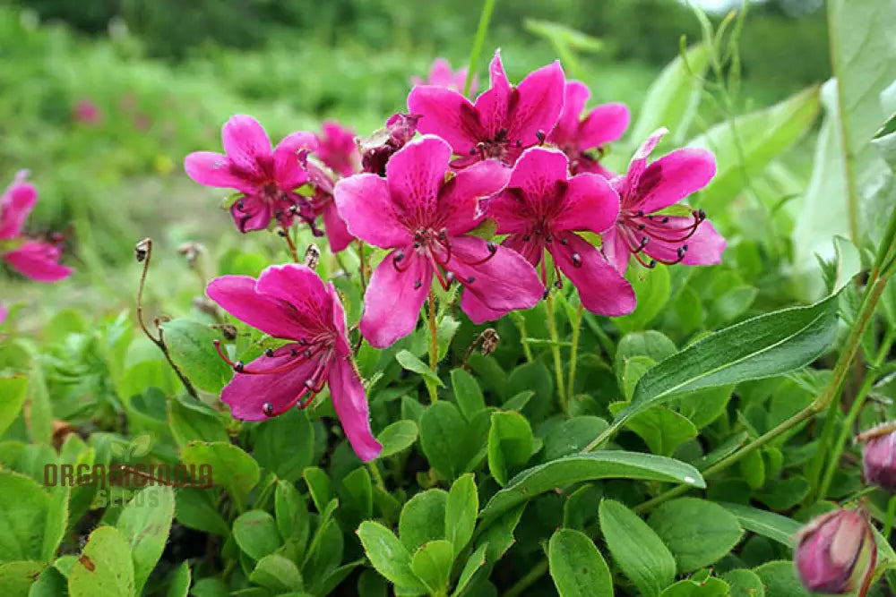 Rhododendron Camtschaticum Flower Seeds For Planting Cultivating Hardy And Beautiful Arctic Blooms