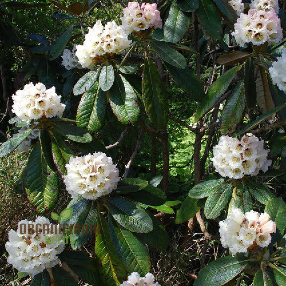 Rhododendron Macabeanum Flower Seeds For Planting Growing Majestic And Hardy Blooms For Your Garden