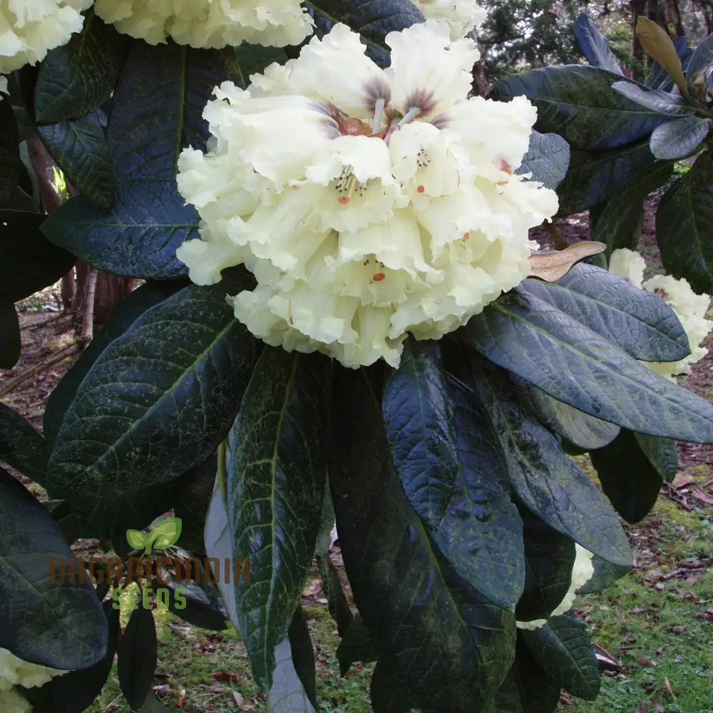 Rhododendron Macabeanum Flower Seeds For Planting Growing Majestic And Hardy Blooms For Your Garden