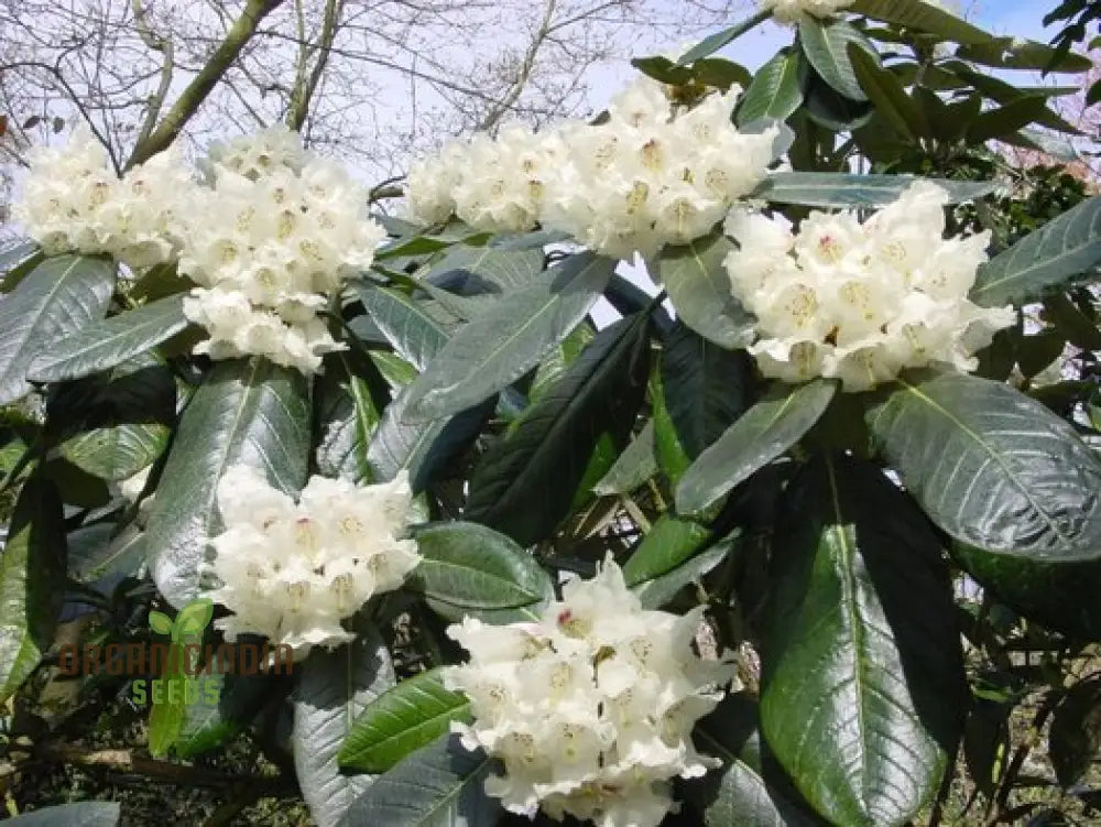 Rhododendron Macabeanum Flower Seeds For Planting Growing Majestic And Hardy Blooms For Your Garden