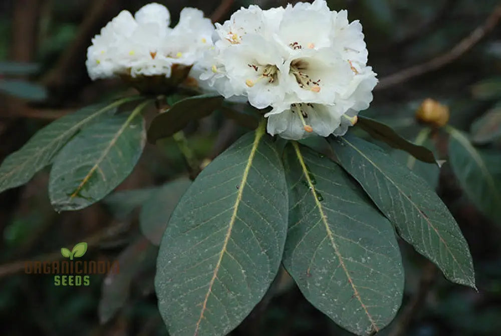 Rhododendron Macabeanum Flower Seeds For Planting Growing Majestic And Hardy Blooms For Your Garden