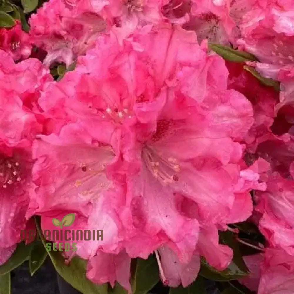 Rhododendron Sweetheart Tree Seeds For Planting A Comprehensive Guide Cultivating Stunning Blossoms