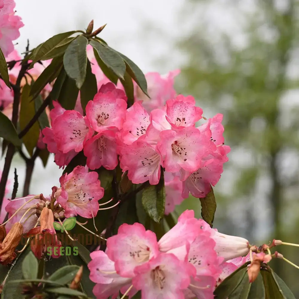 Rhododendron Sweetheart Tree Seeds For Planting A Comprehensive Guide Cultivating Stunning Blossoms