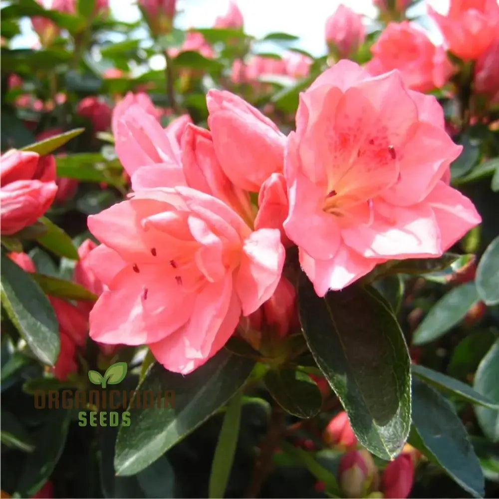 Rhododendron Sweetheart Tree Seeds For Planting A Comprehensive Guide Cultivating Stunning Blossoms