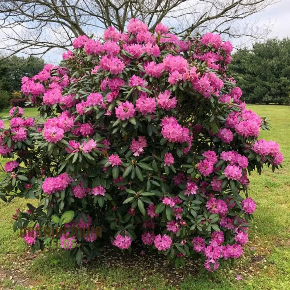 Rhododendron Sweetheart Tree Seeds For Planting A Comprehensive Guide Cultivating Stunning Blossoms