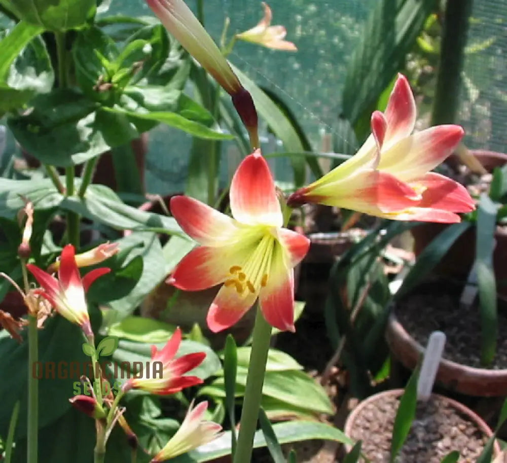 Rhodophiala Chilense Flower Seeds For Planting Cultivating Elegant Red Blooms For Your Garden