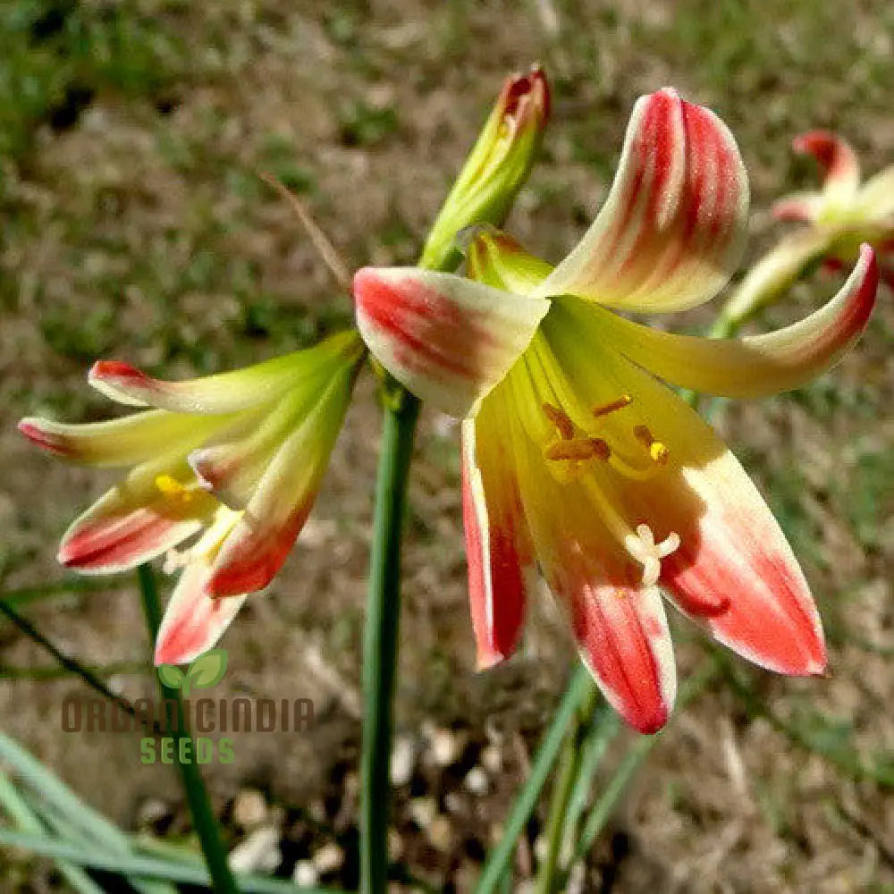 Rhodophiala Chilense Flower Seeds For Planting Cultivating Elegant Red Blooms For Your Garden