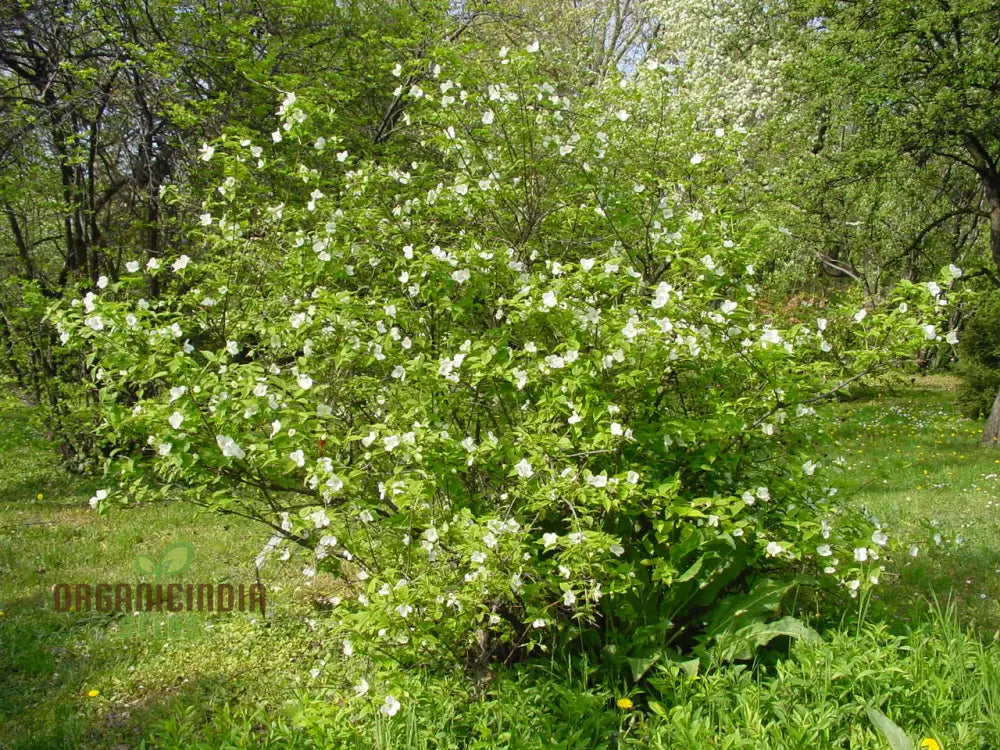 Rhodotypos Scandens Flower Seeds For Planting Growing Unique And Hardy Blooms For Your Garden