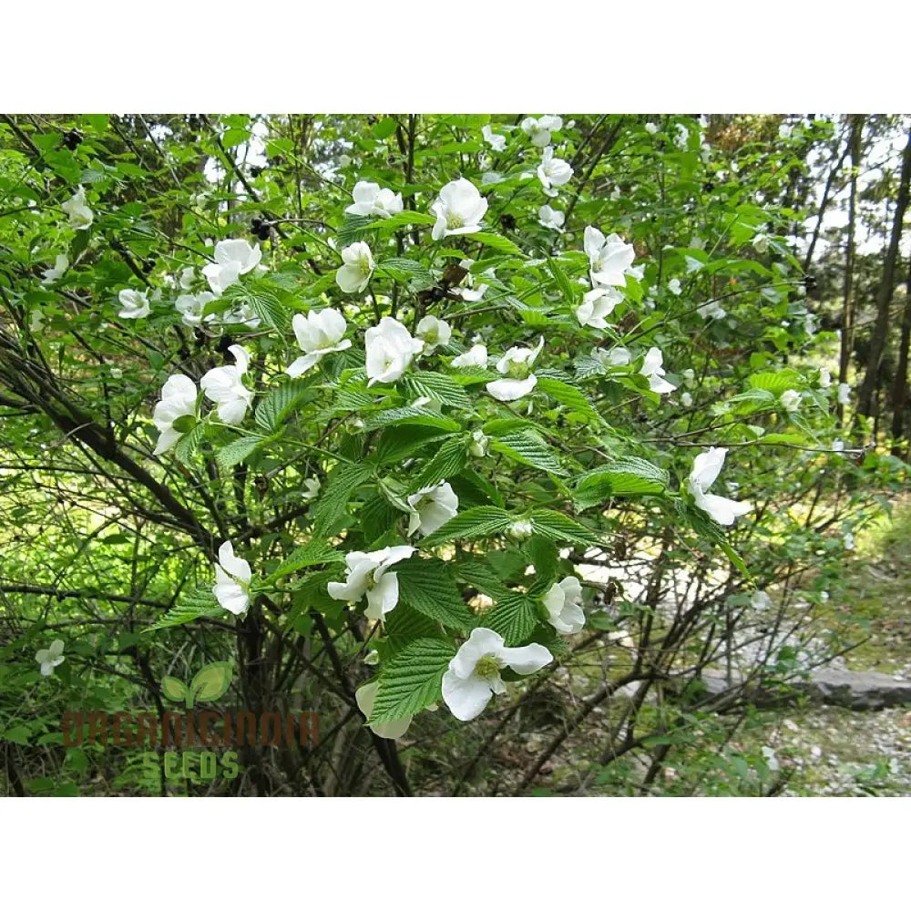 Rhodotypos Scandens Flower Seeds For Planting Growing Unique And Hardy Blooms For Your Garden