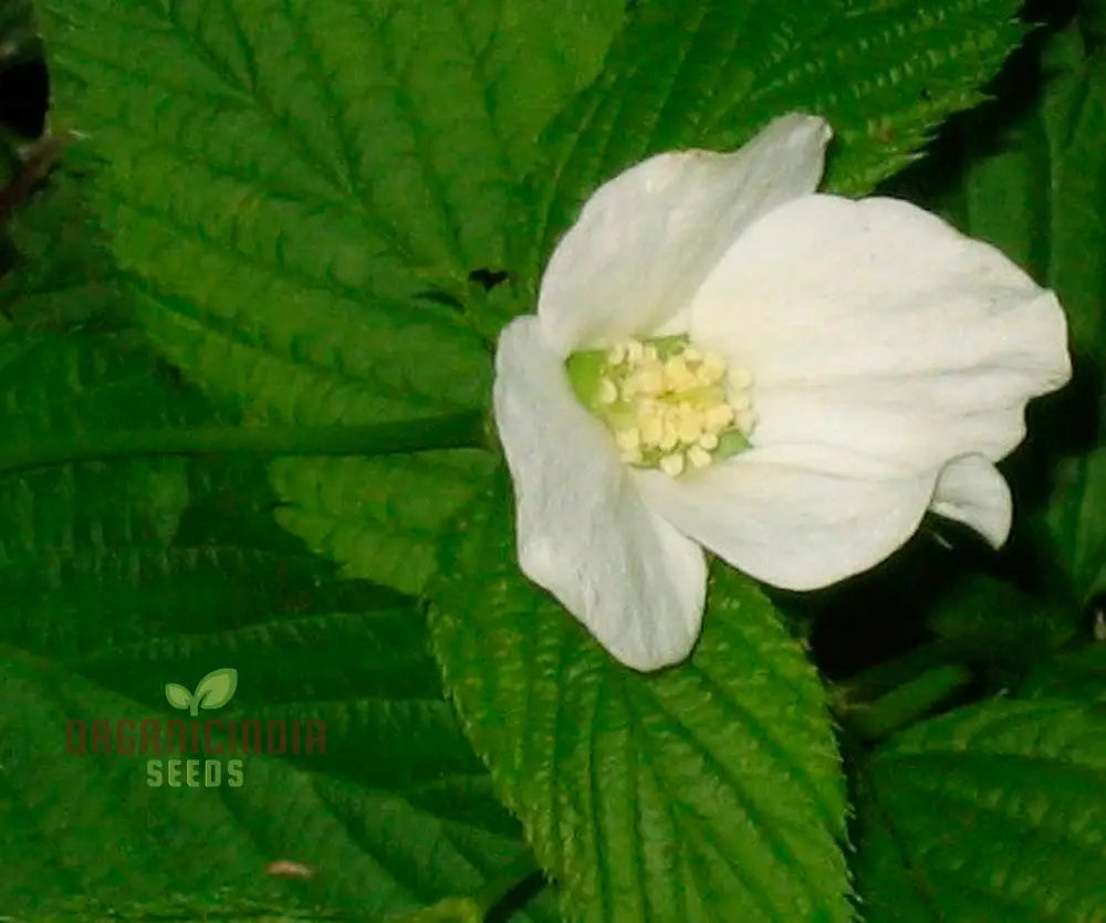 Rhodotypos Scandens Flower Seeds For Planting Growing Unique And Hardy Blooms For Your Garden