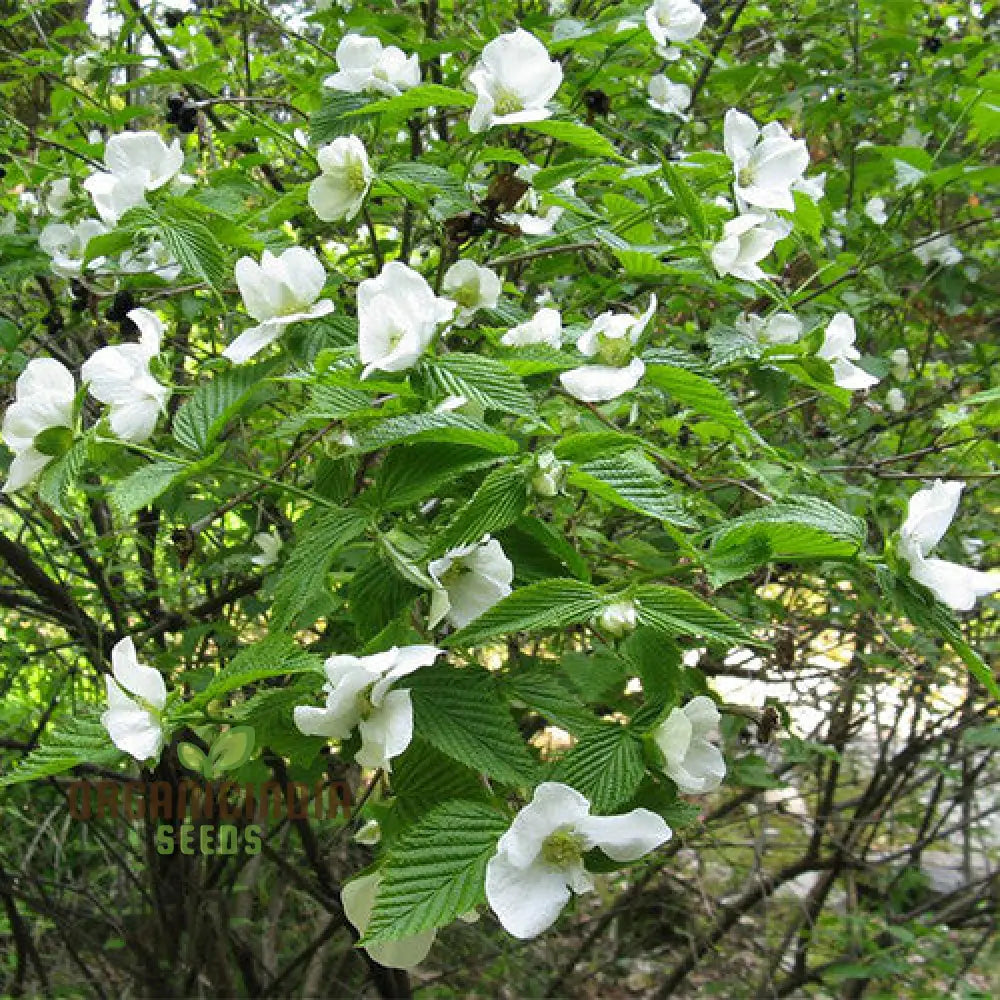 Rhodotypos Scandens Flower Seeds For Planting Growing Unique And Hardy Blooms For Your Garden