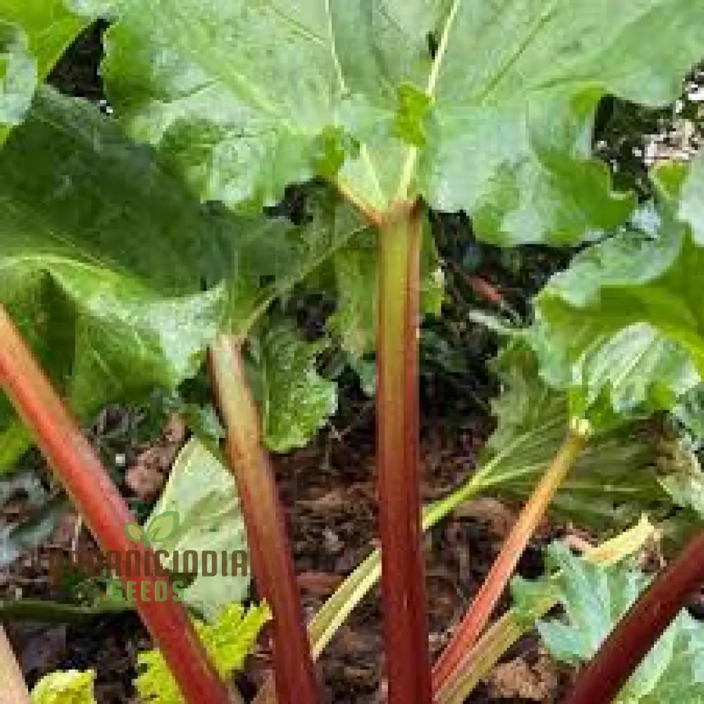 Rhubarb Victoria Seeds For Planting Your Garden | Buy Online