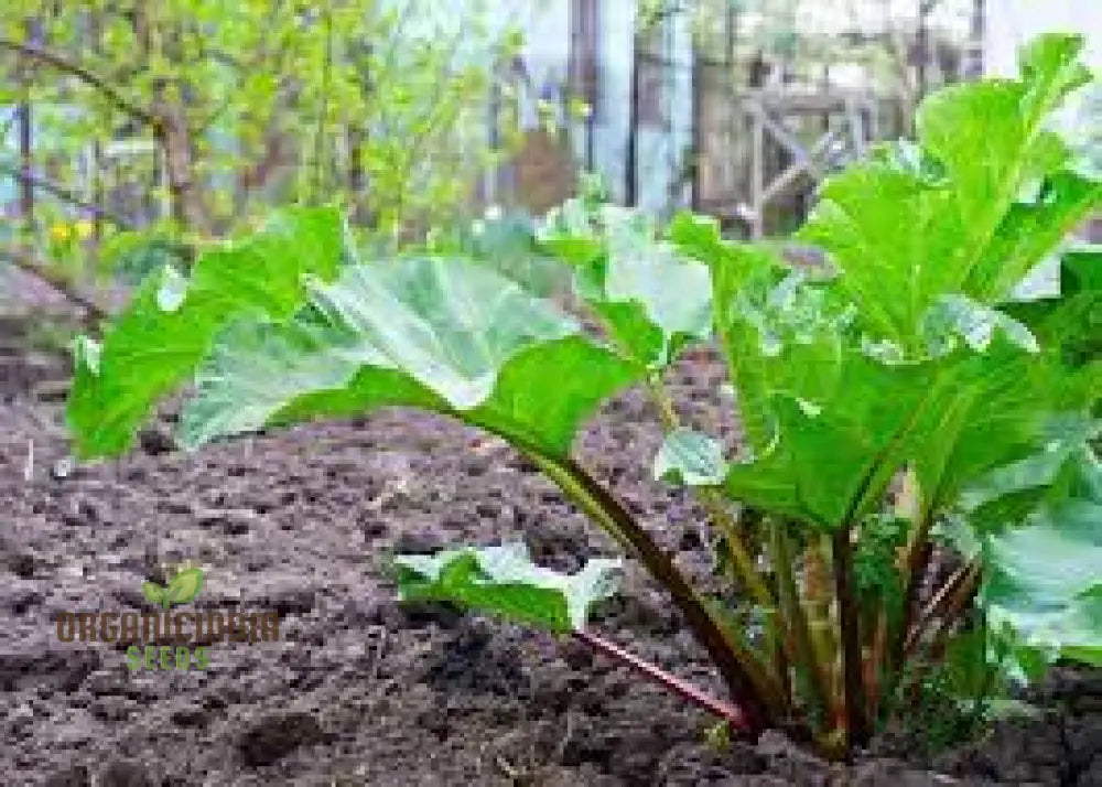 Rhubarb Victoria Seeds For Planting Your Garden | Buy Online