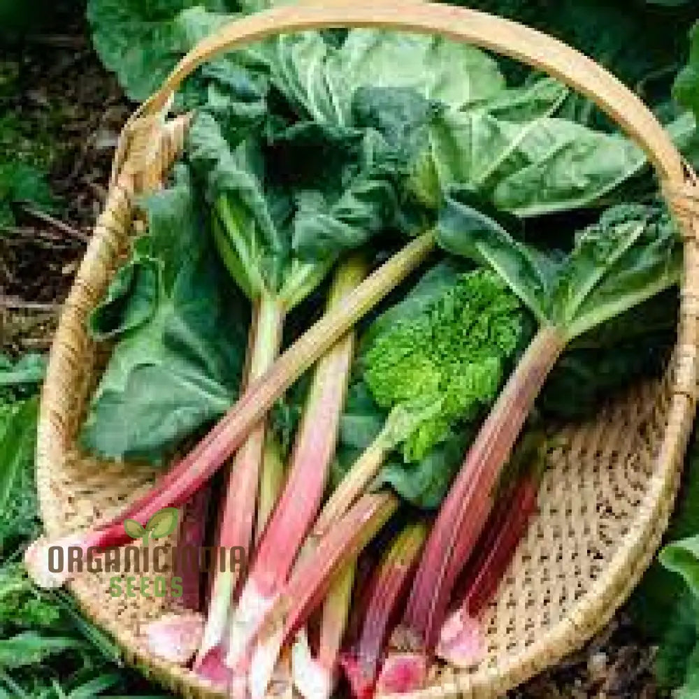 Rhubarb Victoria Seeds For Planting Your Garden | Buy Online