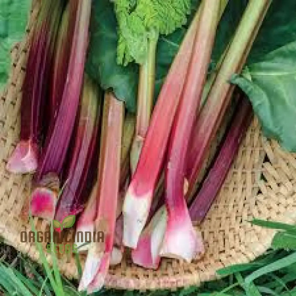 Rhubarb Victoria Seeds For Planting Your Garden | Buy Online