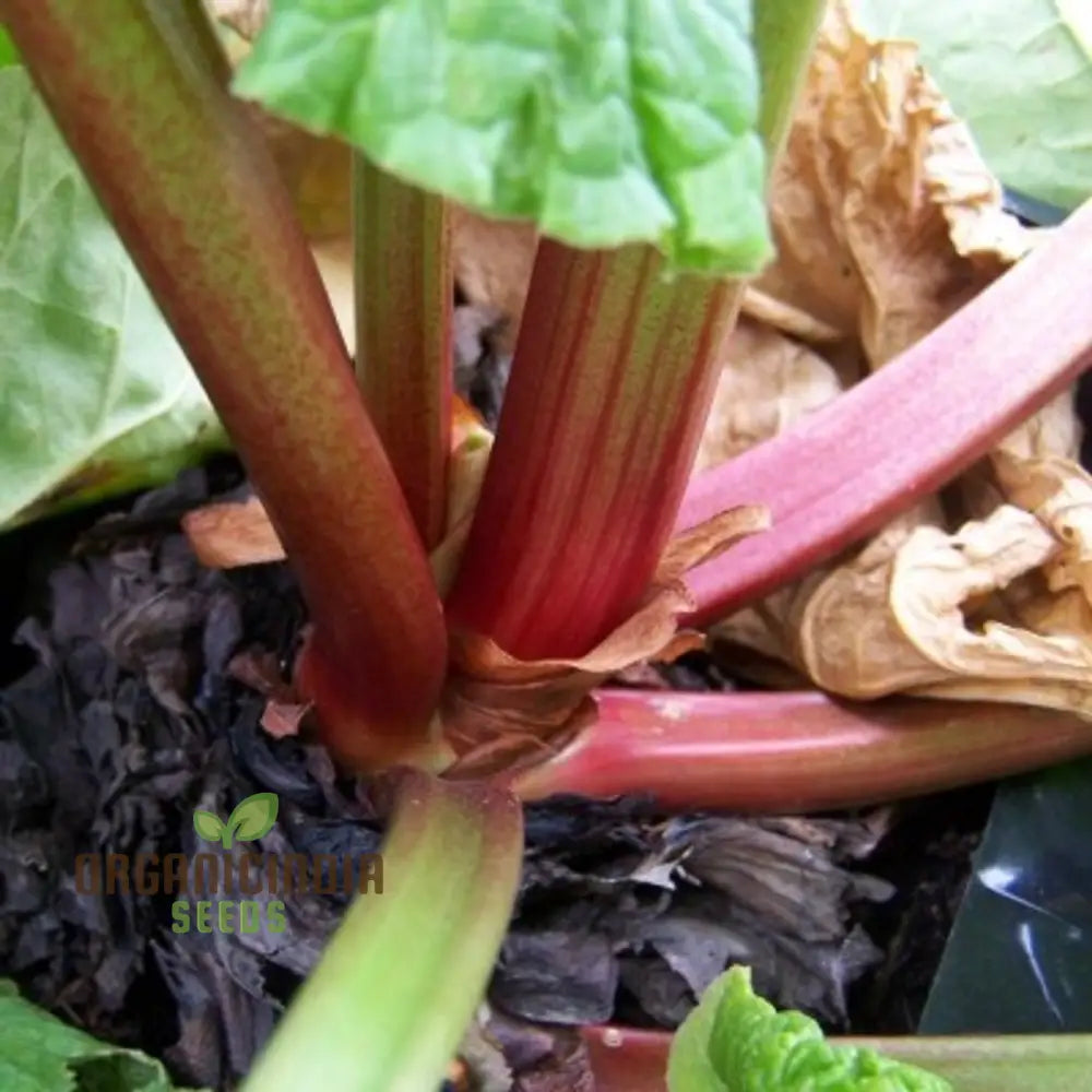 Rhubarb Victoria Seeds For Planting Your Garden | Buy Online