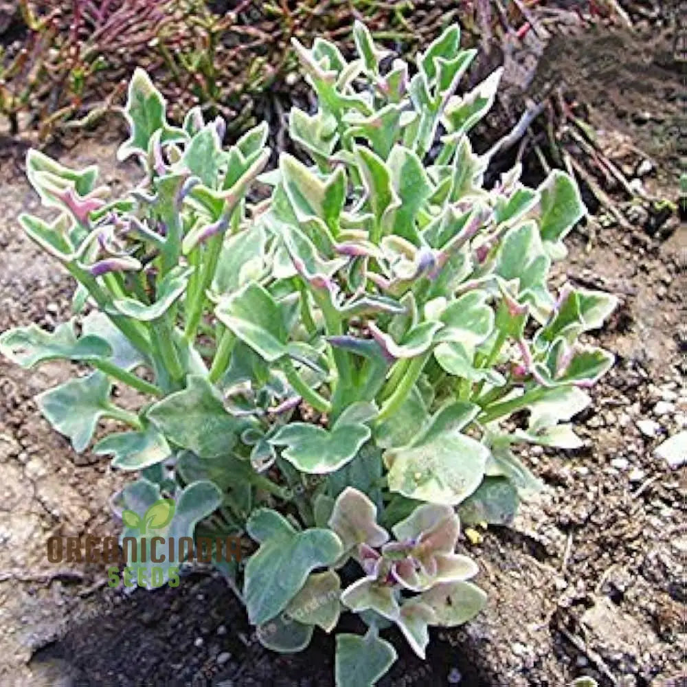 Ric Senecio Articulatus Succulent Seeds For Planting (100 Pcs) Plant