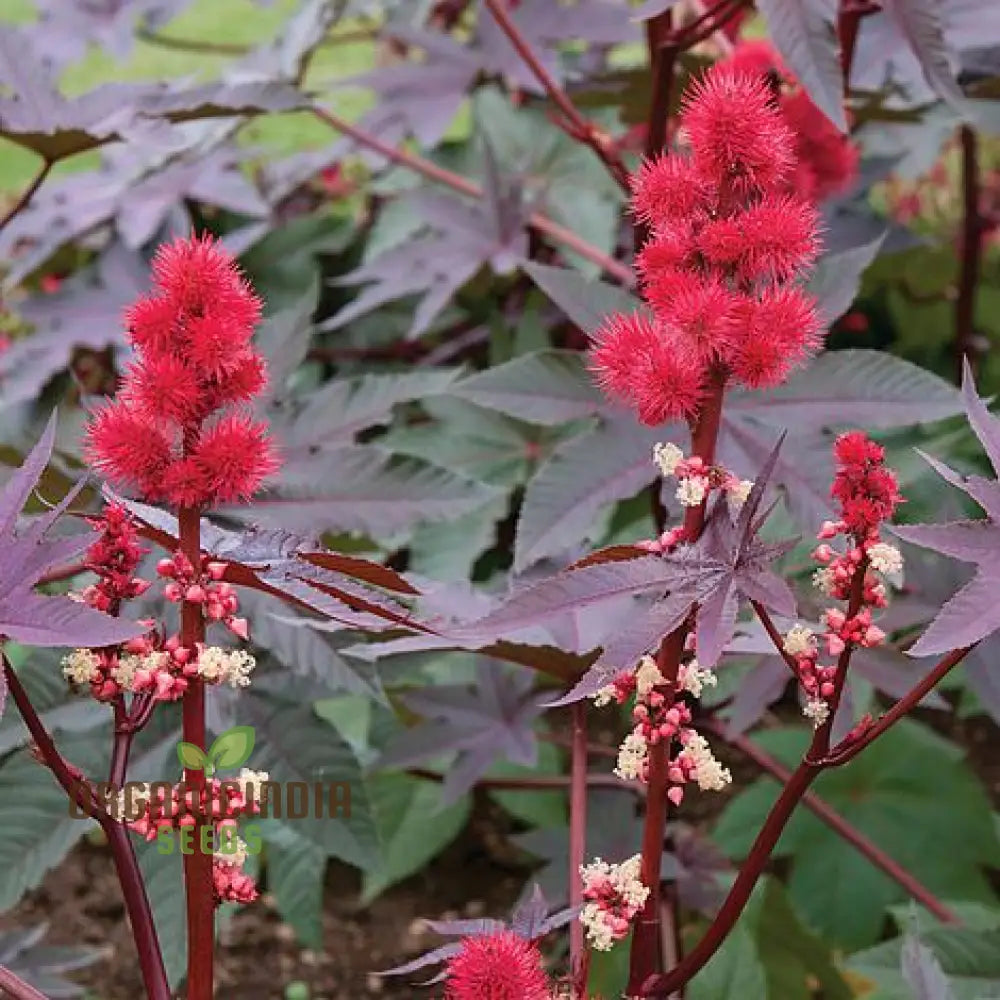 Ricinus Carmencita Pink Seeds For Planting Growing Stunning Castor Beans For Your Garden