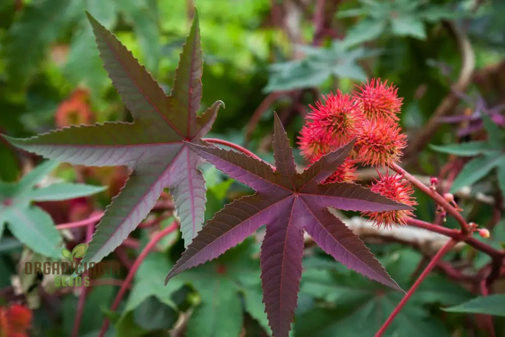 Ricinus Carmencita Pink Seeds For Planting Growing Stunning Castor Beans For Your Garden