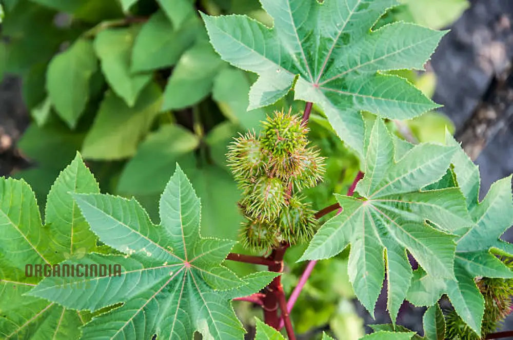 Ricinus Carmencita Pink Seeds For Planting Growing Stunning Castor Beans For Your Garden